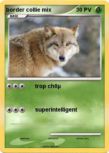 Pokemon border collie mix