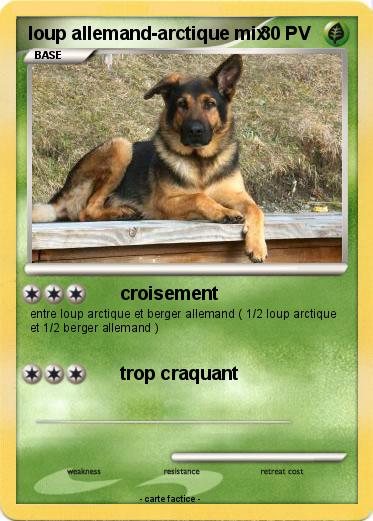 Pokemon loup allemand-arctique mix
