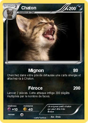Pokemon Chaton