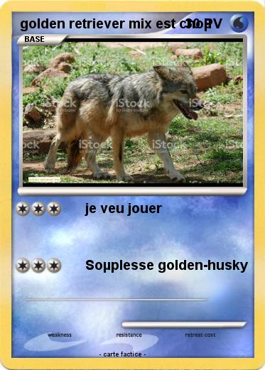 Pokemon golden retriever mix est choµ