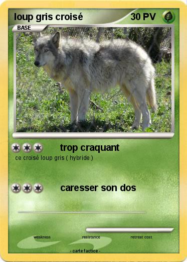 Pokemon loup gris croisé
