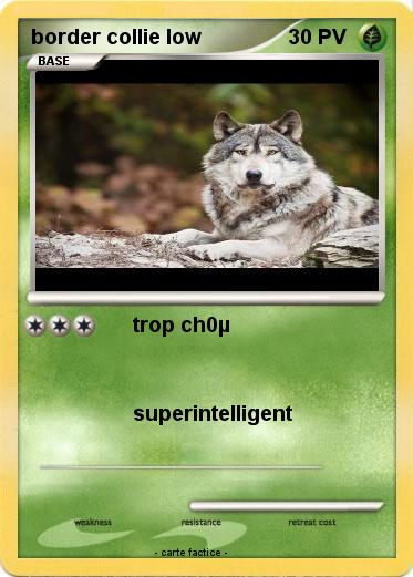 Pokemon border collie low
