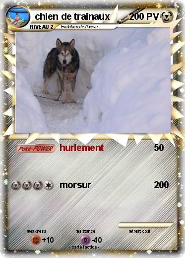 Pokemon chien de trainaux