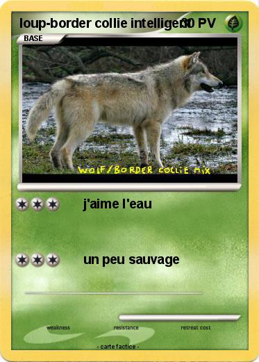 Pokemon loup-border collie intelligent