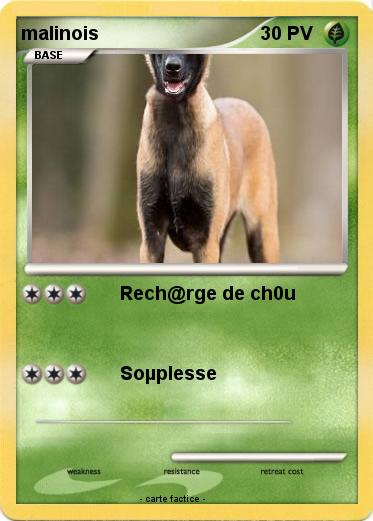 Pokemon malinois