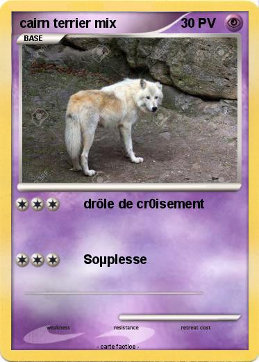Pokemon cairn terrier mix