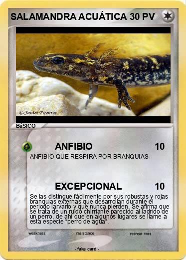 Pokemon SALAMANDRA ACUÁTICA