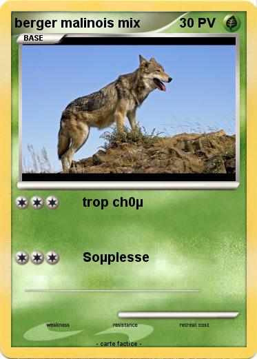 Pokemon berger malinois mix