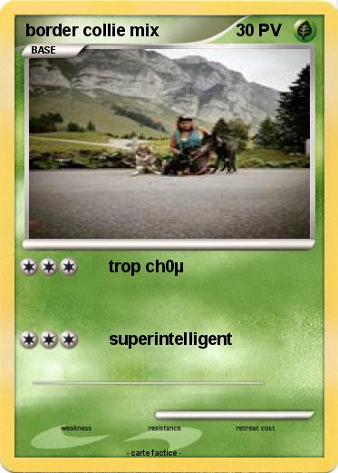 Pokemon border collie mix