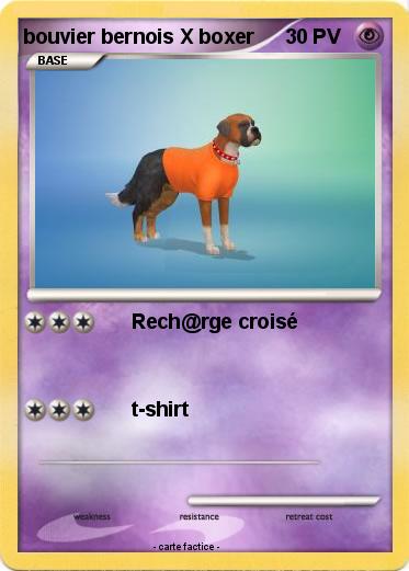 Pokemon bouvier bernois X boxer
