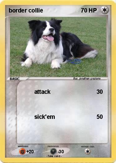 Pokemon border collie