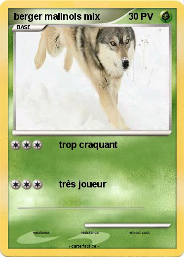 Pokemon berger malinois mix