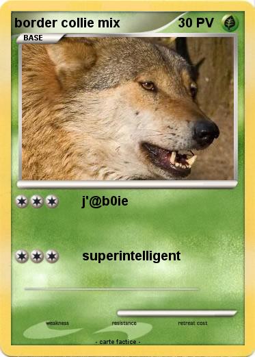 Pokemon border collie mix