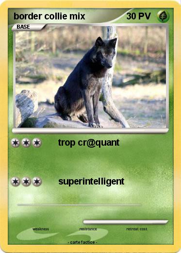Pokemon border collie mix
