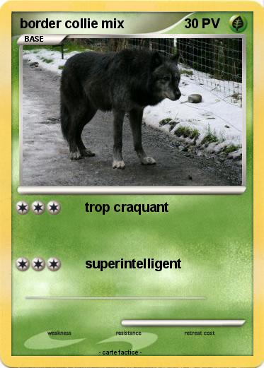 Pokemon border collie mix
