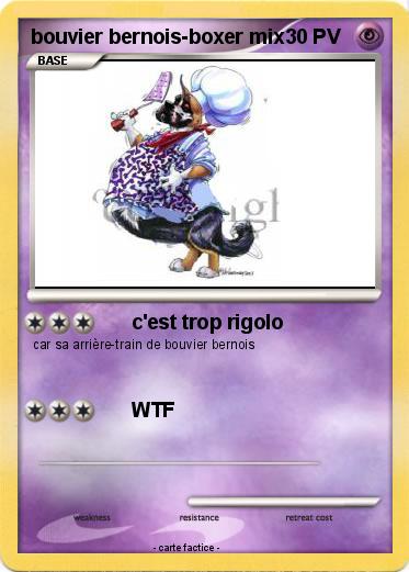 Pokemon bouvier bernois-boxer mix