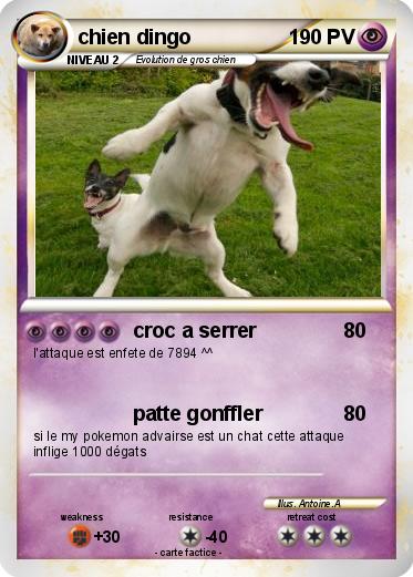 Pokemon chien dingo