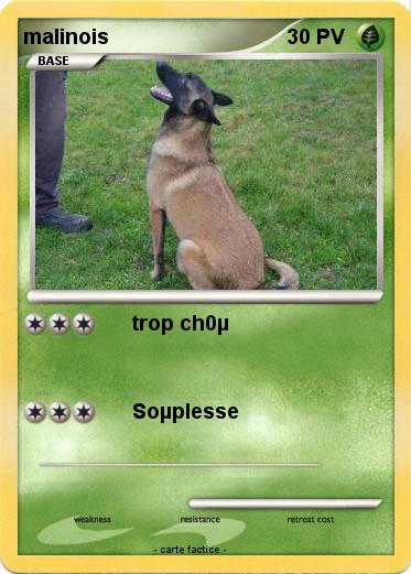 Pokemon malinois