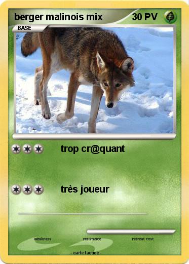 Pokemon berger malinois mix