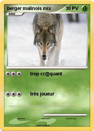 Pokemon berger malinois mix