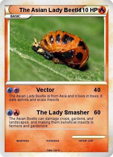 Pokemon The Asian Lady Beetle