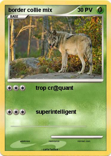 Pokemon border collie mix