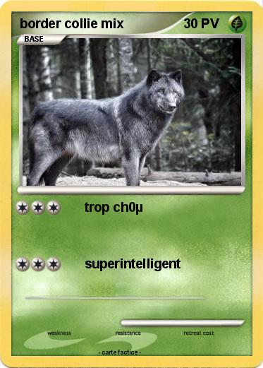Pokemon border collie mix