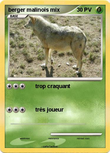 Pokemon berger malinois mix