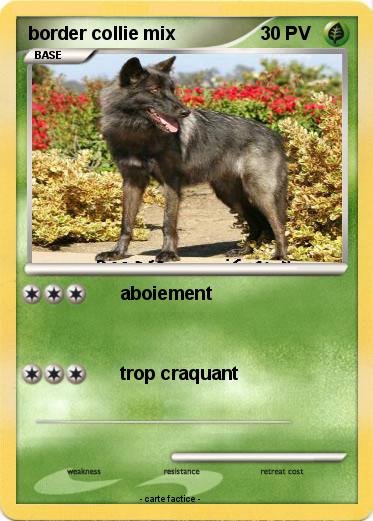 Pokemon border collie mix