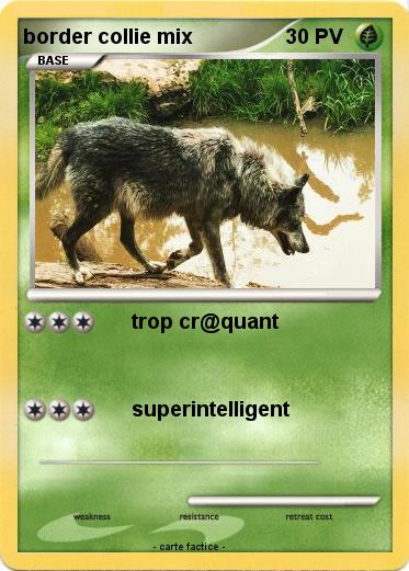 Pokemon border collie mix