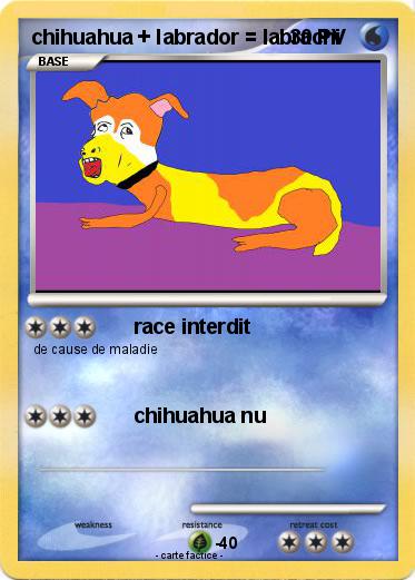 Pokemon chihuahua + labrador = labrachi