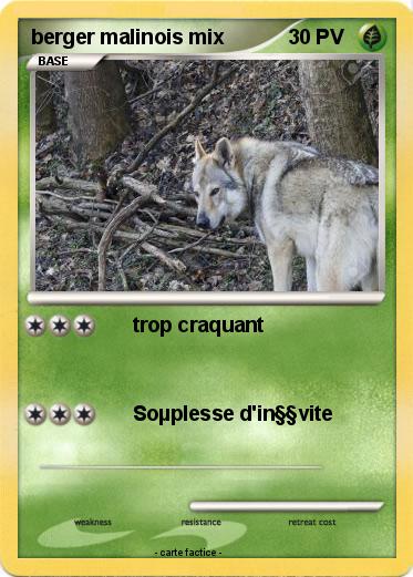 Pokemon berger malinois mix