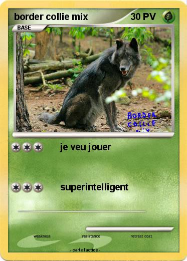 Pokemon border collie mix