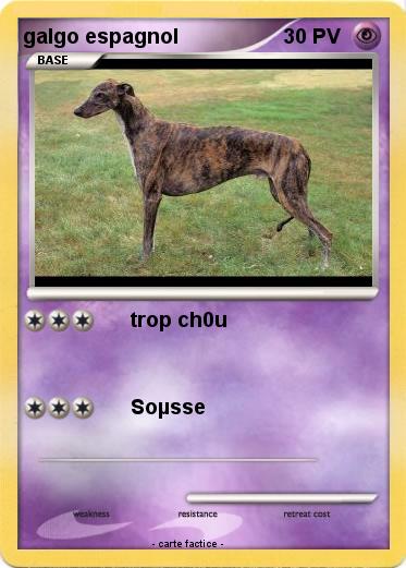 Pokemon galgo espagnol