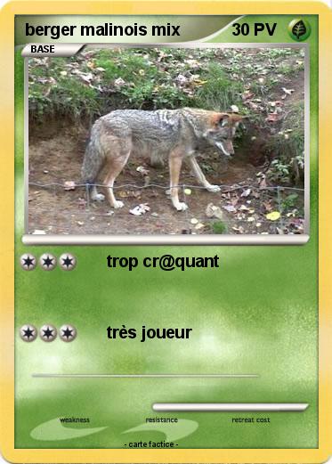 Pokemon berger malinois mix