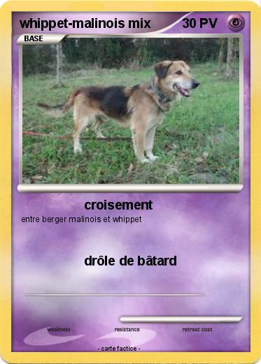 Pokemon whippet-malinois mix