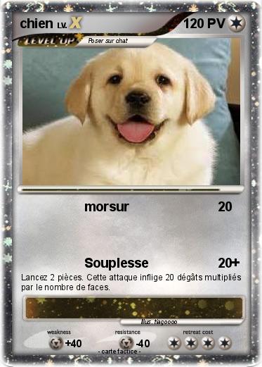 Pokemon chien
