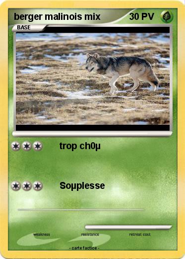 Pokemon berger malinois mix