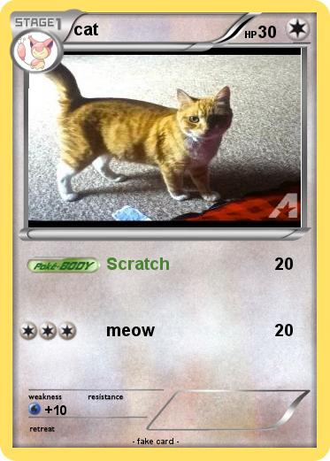 Pokemon cat