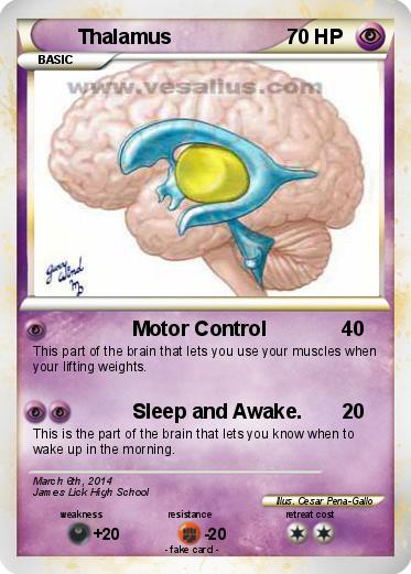 Pokemon Thalamus