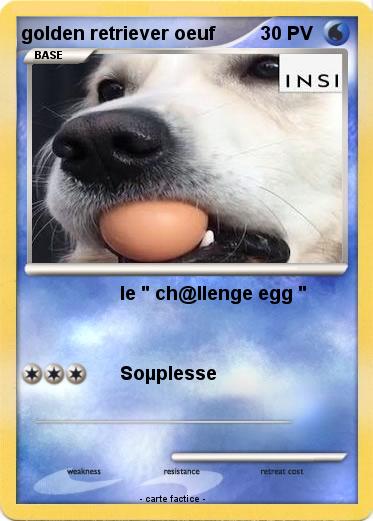 Pokemon golden retriever oeuf