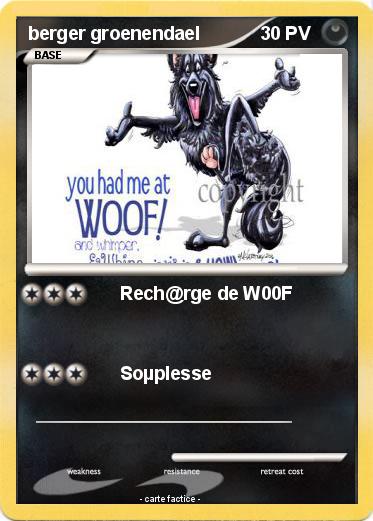 Pokemon berger groenendael