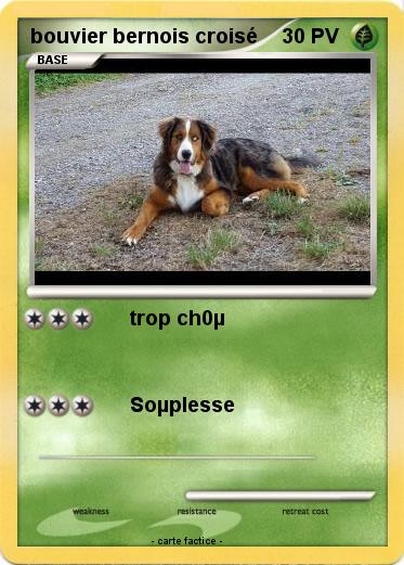 Pokemon bouvier bernois croisé