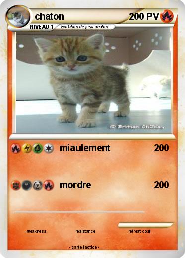 Pokemon chaton