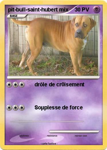 Pokemon pit-bull-saint-hubert mix