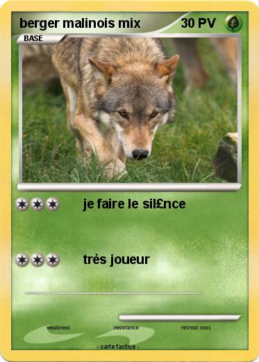 Pokemon berger malinois mix
