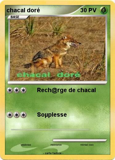 Pokemon chacal doré
