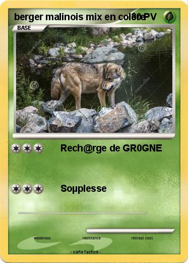 Pokemon berger malinois mix en colère