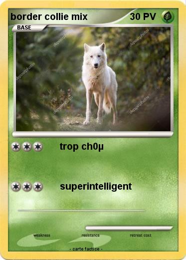 Pokemon border collie mix