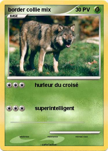 Pokemon border collie mix